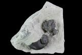 Fossil Gastropod (Platyostoma) - Waldron, Indiana #96781-1